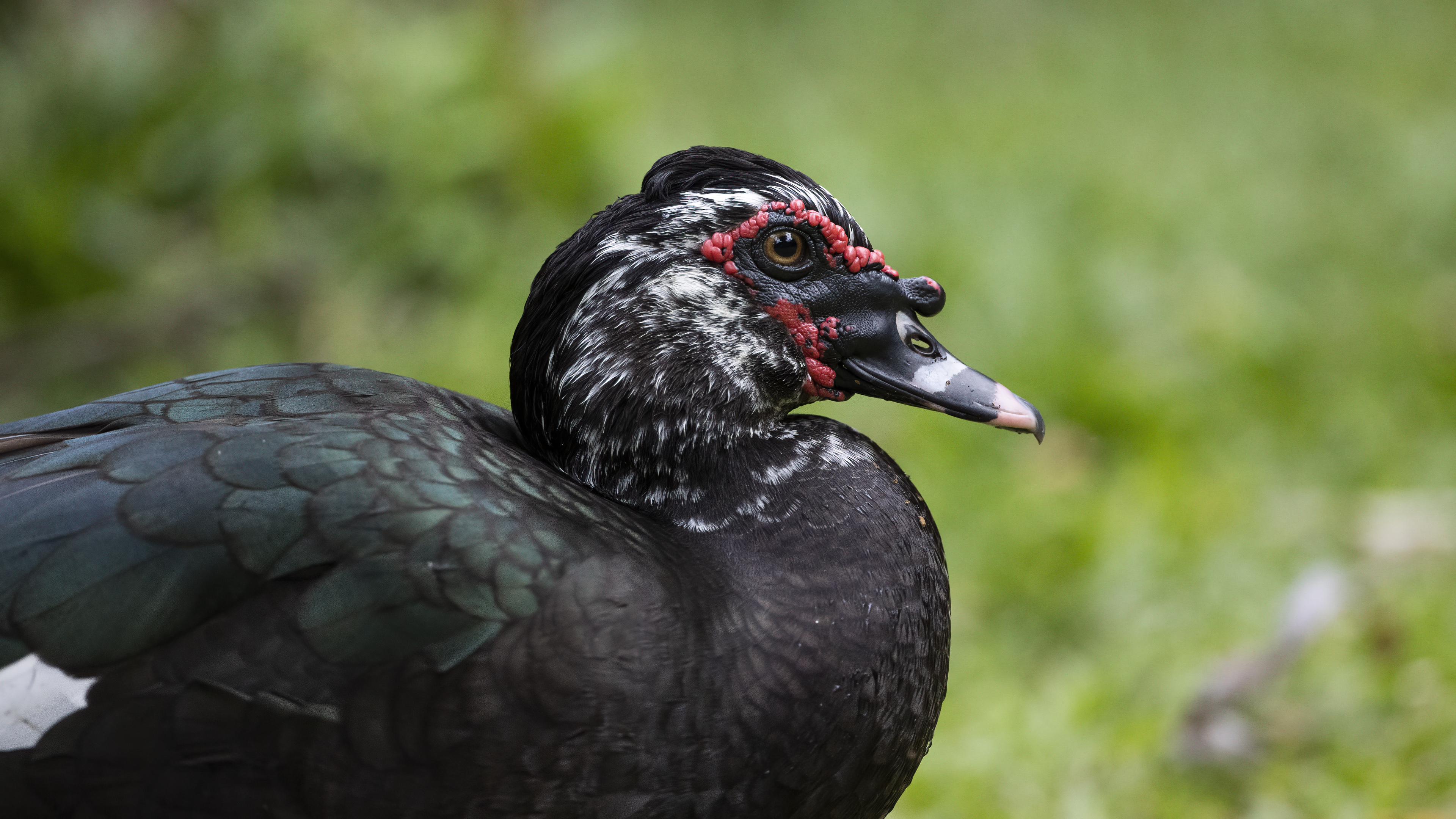 Muscovy Duck